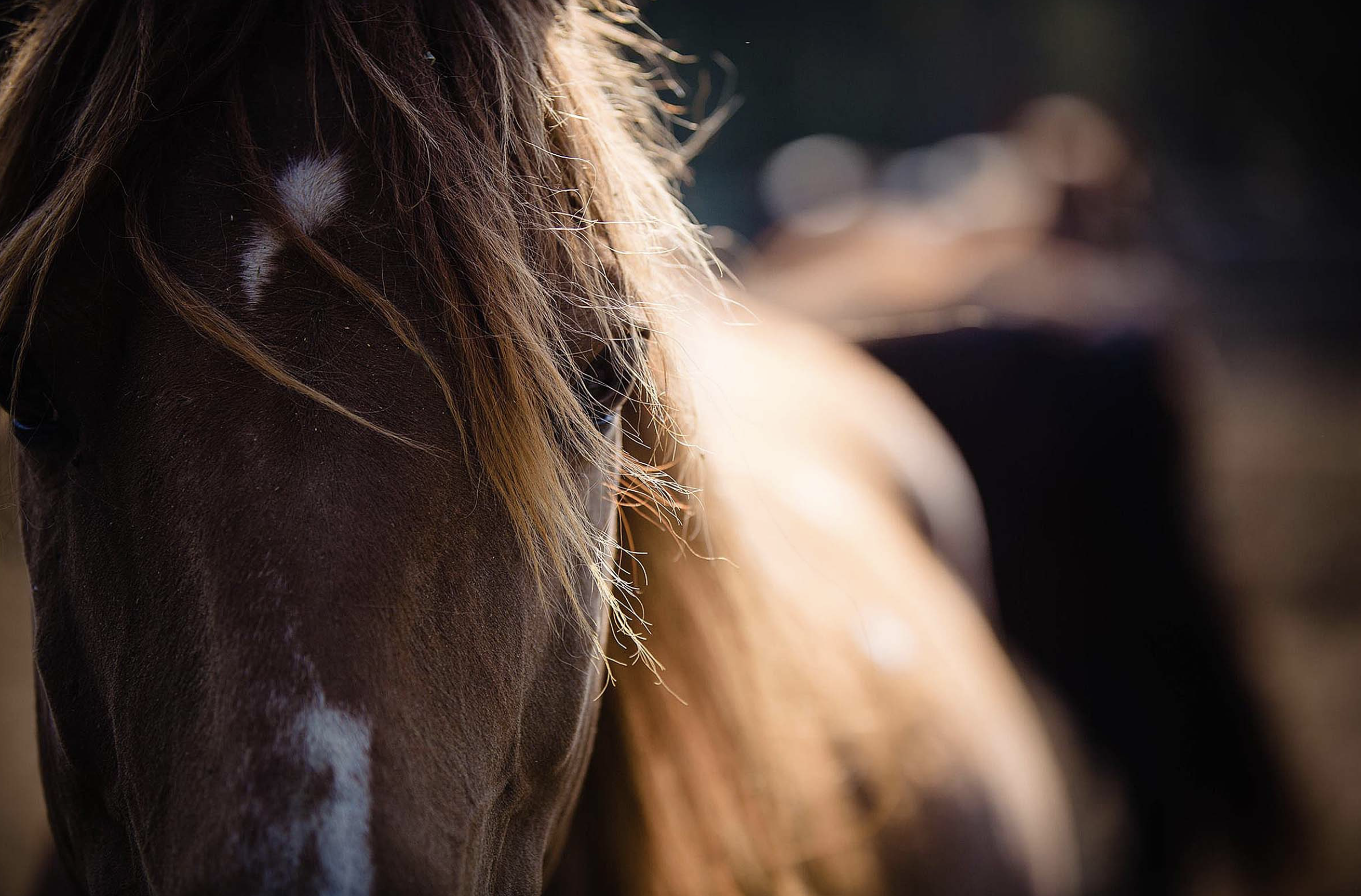 Stunning Horse