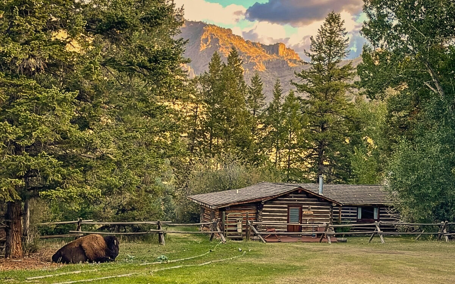 Buffalo in front of Stage Stop