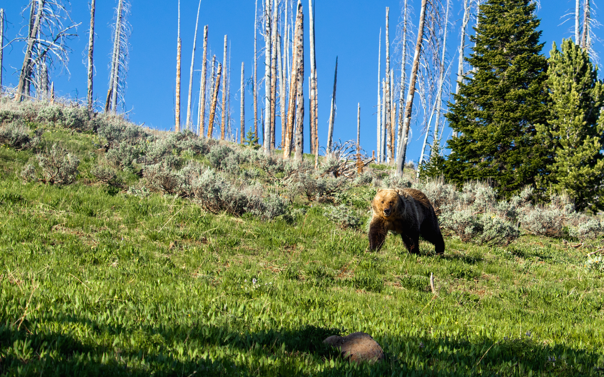 Smilling Grizz in YNP