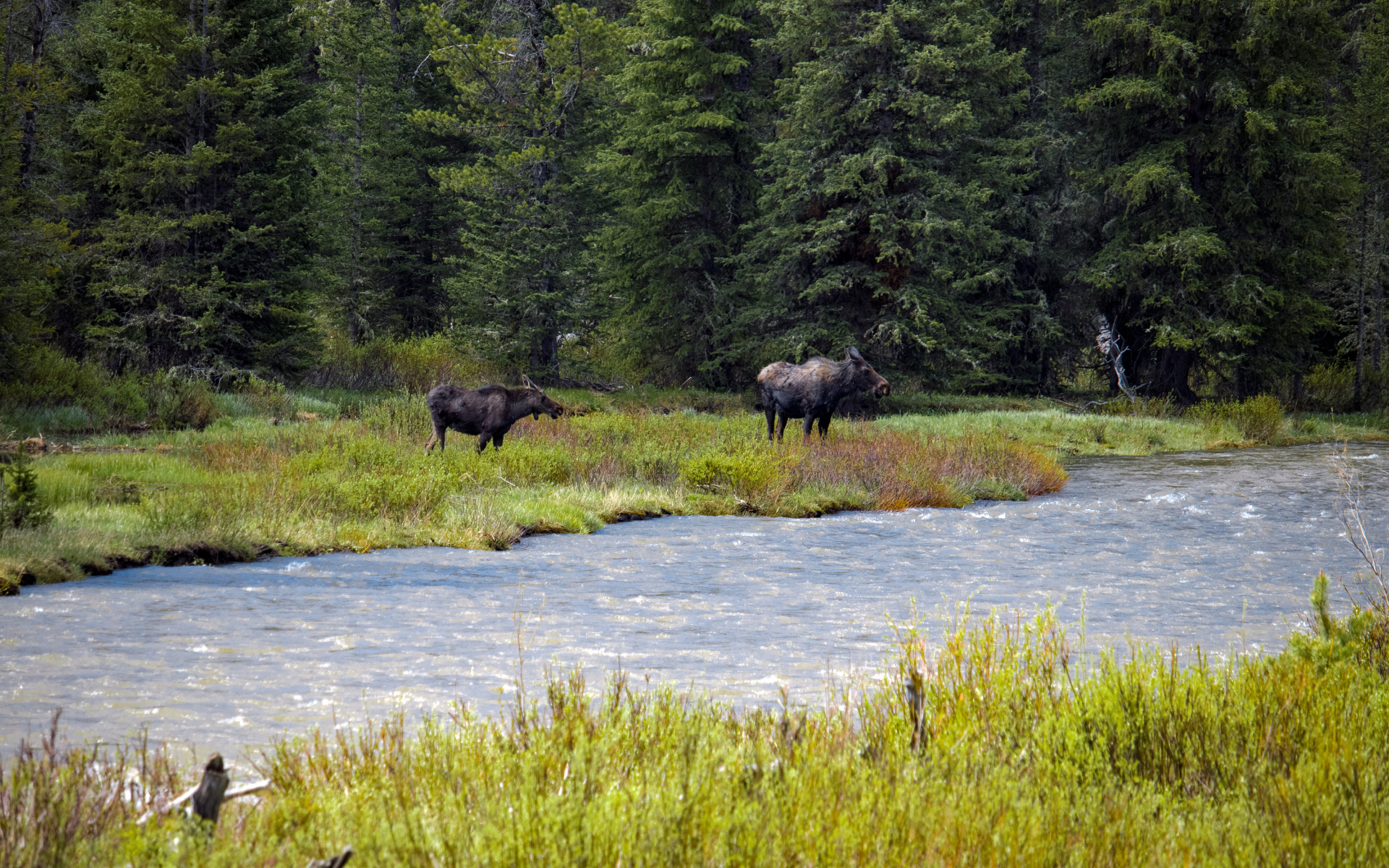 Two moose by riverside in YNP