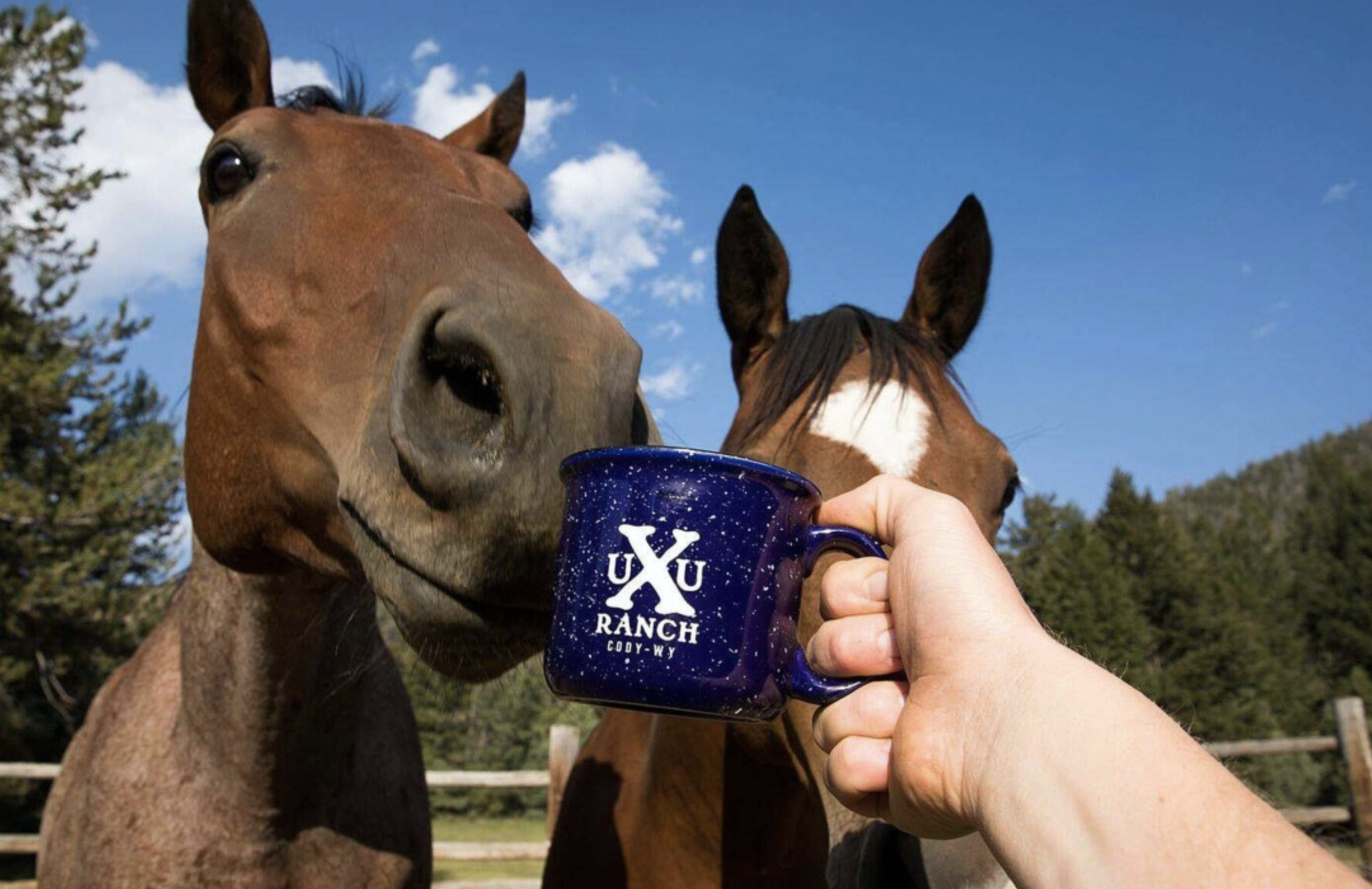 UXU mugs & horses