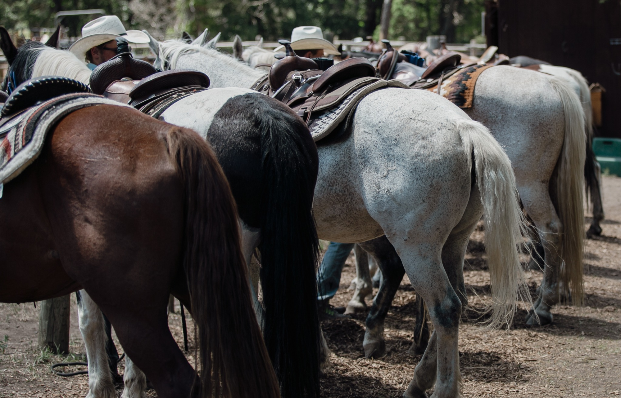 Trail Ride in the Wyoming mountains near UXU Ranch